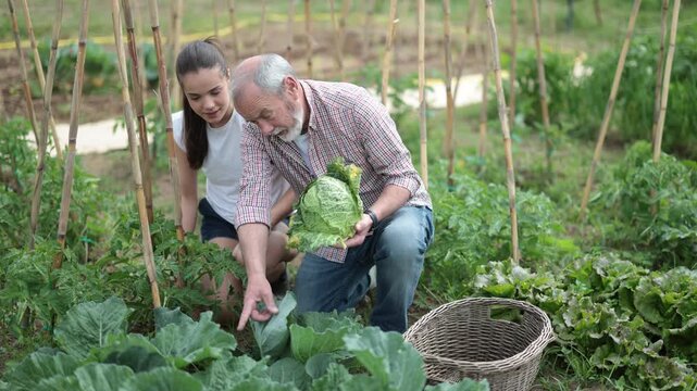 Portrait of happy grandfather with his teenage granddaughter in farmer field holding a cabbage harvest. High quality 4k footage