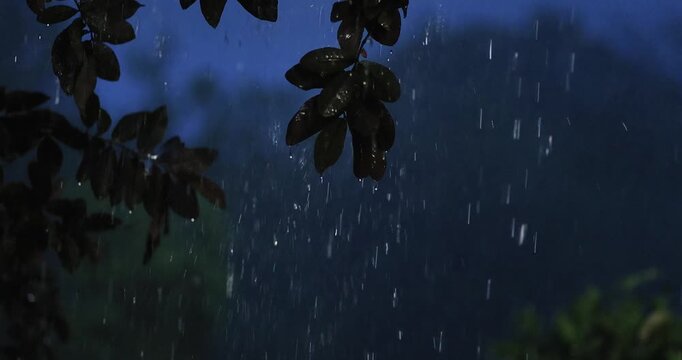 Rain falling through tree branches at dusk with a peaceful natural atmosphere. Cinematic rainfall, wet leaves, monsoon weather, relaxation, environment, and nature background