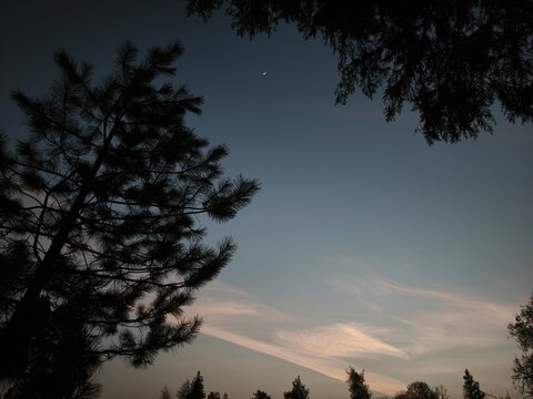 Silhouette of coniferous and deciduous trees against a beautiful colorful twilight sky