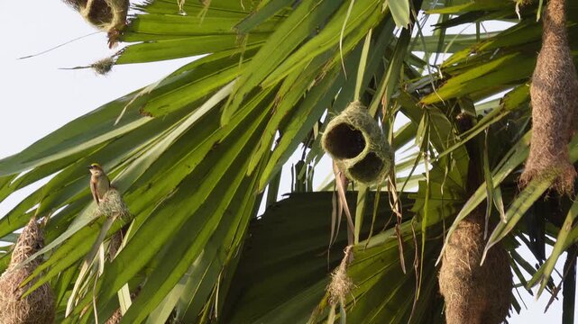 Baya weaver bird nests hanging from tree branches