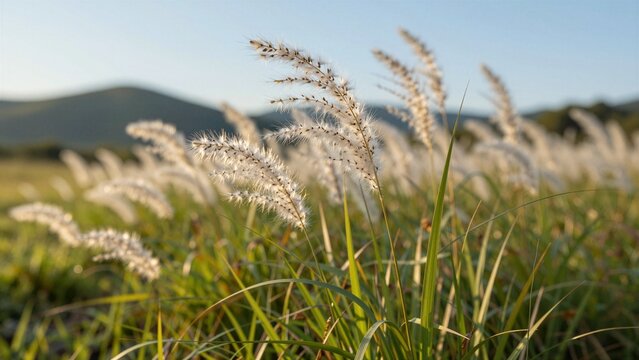 Delicate foxtail grasses shimmer with soft light as they move gracefully across a sunlit meadow under clear skies.