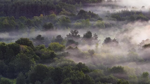 Foggy morning over the forest aerial shot	
