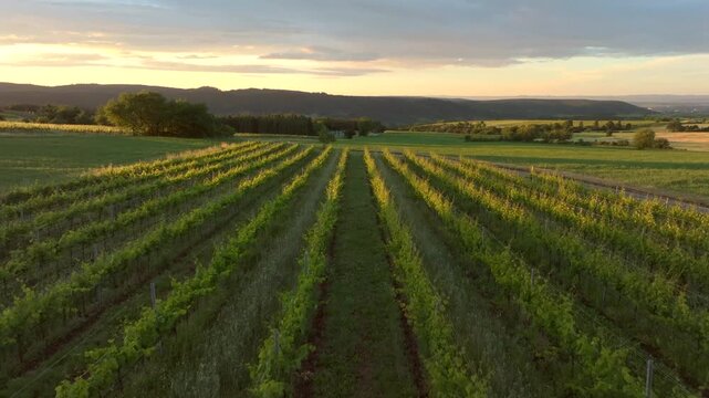 Aerial view of rows of grapevines in a vineyard during golden hour with rolling hills in the background in Austria.