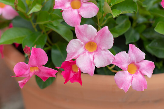 Delicate pink Dipladenia flowers hanging above a terracotta pot close up