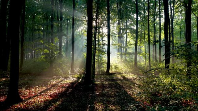 Aerial footage of sunny morning in green forest