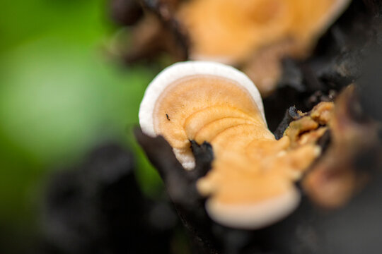 This often grow in dense clusters on dead wood. Close-up of polypore grow on dead tree trunk