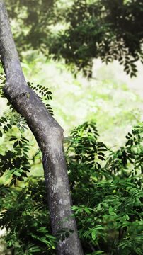 Soft light filters through the lush foliage, creating a peaceful and enchanting atmosphere. The scene captures the beauty of nature and invites a sense of calm and reflection.