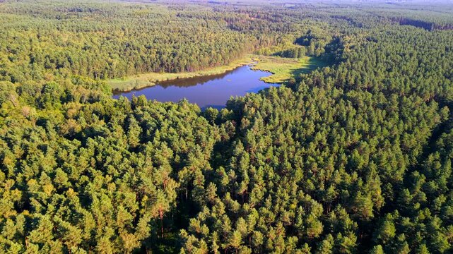 Forest lake surrounded by lush green woodland, natural water reservoir , water retention ecosystem