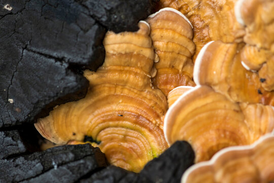 This often grow in dense clusters on dead wood. Close-up of polypore grow on dead tree trunk