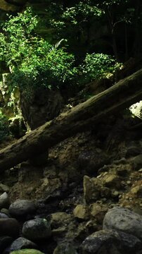 Sunlight filters through lush green trees, casting soft shadows on smooth stones beside a gentle stream. A fallen log rests peacefully, blending into the serene landscape.