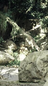 A serene forest setting showcases large rocks and vibrant green plants. Sunlight filters through the trees, creating beautiful patterns on the ground, enhancing the peaceful ambiance.