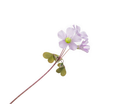 Delicate purple wood sorrel flowers isolated on transparent background