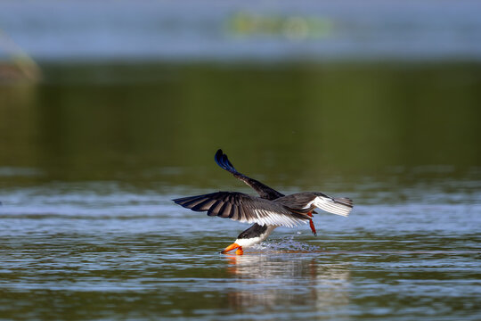 Black Skimmer - Rynchops niger, beautiful tern-like seabird native to the lakes and rivers of Americas, Pantanal, Brazil.
