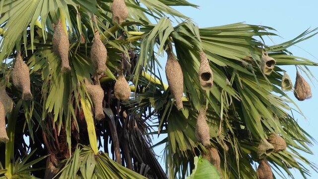 Baya weaver bird nests hanging intricately woven