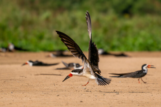 Black Skimmer - Rynchops niger, beautiful tern-like seabird native to the lakes and rivers of Americas, Pantanal, Brazil.