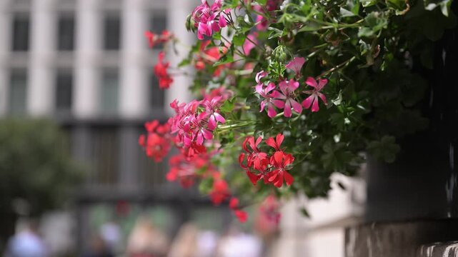 Red and pink geraniums in sharp focus hang against a blurred modern office building and pedestrians in the City of London.