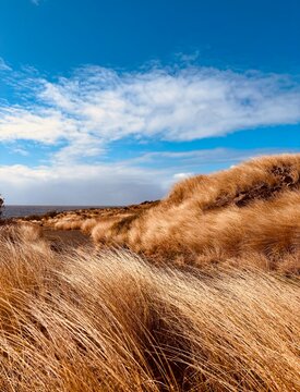 Golden tussock grass moving in the wind at Bombo headland in Kiama, New South Wales, Australia.