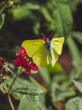 A Brimstone butterfly 'Gonepteryx rhamni' in flight about to land on a red Buddleja flower head