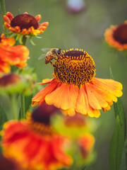 A been feeding on the nectar of a Helenium flower © Dave Harrison-Ward