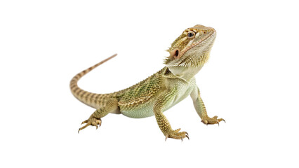 Fototapeta premium Small leopard gecko lizard crawling wildlife exotic pet reptile animal fauna