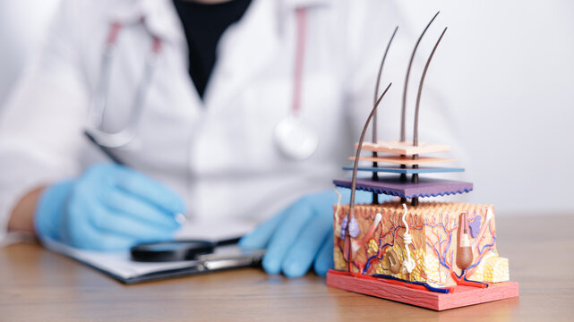 Detailed skin cross section model with hair follicles on medical desk and doctor in background for educational trichologist