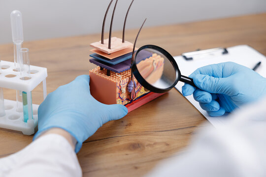 Hands holding skin hair layer model examined with magnifying glass in laboratory setting for clinical training