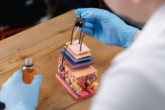 Closeup of clinician applying liquid solution with dropper to anatomical scalp cross section model for dermatology training and cosmetic