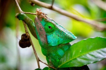 Colorful Panther Chameleon Close-Up in Andasibe, Madagascar © Dominic Meijers