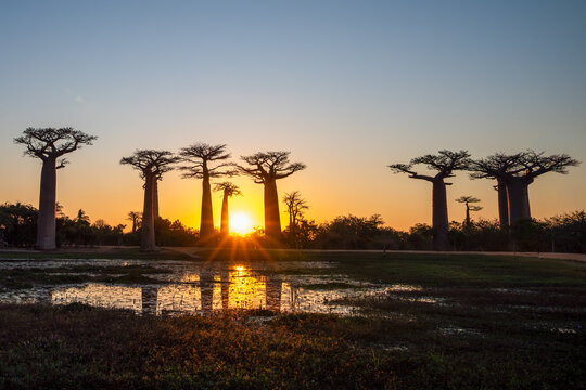 Baobab Trees Silhouetted at Sunset on Avenue of the Baobabs, Madagascar