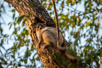 Naklejka premium Sportive Lemur Resting in Tree at Kirindy Forest Reserve, Madagascar