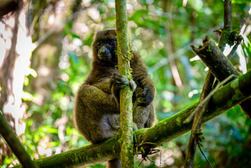 Naklejka premium Bamboo Lemur Clinging to Mossy Branch in Ranomafana Rainforest, Madagascar