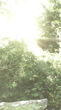Bright sunlight streams through vibrant leaves, creating a serene ambiance in a peaceful forest. Nature thrives in this lush environment, inviting exploration and reflection.