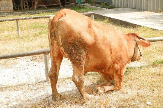 Brown cow tied with rope standing at traditional livestock market