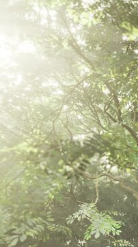 Sunlight gently streams through the dense canopy of a peaceful forest, creating a serene atmosphere filled with green leaves and soft light. Natures calm beauty unfolds.