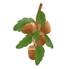 acorn with leaves isolated © zhedraw