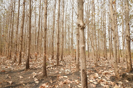 Tranquil natural landscape with tall trees in woodland