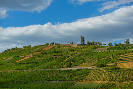 Alsace - vignes