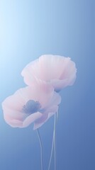 Naklejka premium Blurred gradient blue Poppys poppy outdoors blossom.