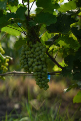 Naklejka premium Unripe green grapes growing on a sunlit grapevine