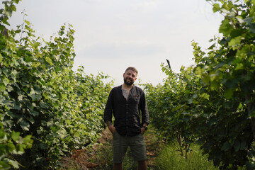 Naklejka premium Tattooed man smiling between rows of grapevines