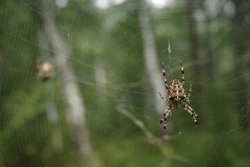 Fototapeta premium European garden spider waiting on its intricate web