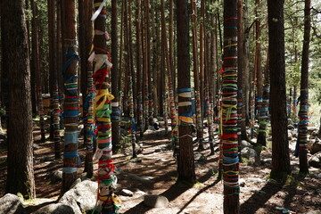 Fototapeta premium Sacred forest with trees tied in colorful ribbons
