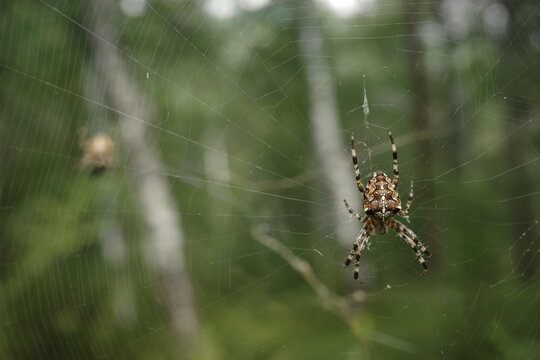 European garden spider waiting on its intricate web