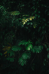 Obraz na płótnie Canvas Lush green tropical plants in dark jungle
