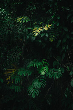 Lush green tropical plants in dark jungle