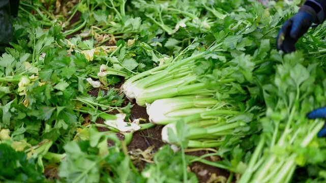 Close up hands put celery greens shoot into boxes, field open space harvesting. Harvesting, loading, feeling box for transportation from growing site to supermarket counter.