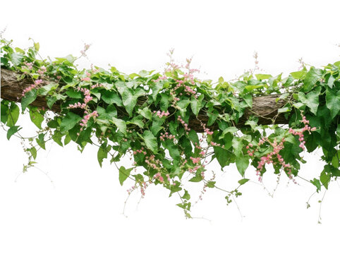 Pink coral vine flowers on wooden branch isolated on transparent background