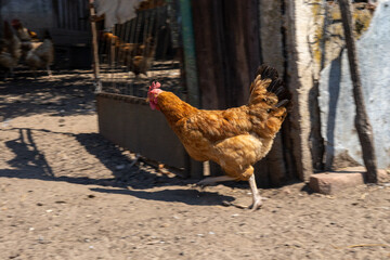 A charming photo collection capturing the lively atmosphere of a rustic farmyard, featuring free-range chickens, colorful roosters, and hens foraging in the sunlit countryside. © Fulop