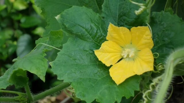 A close-up horizontal fixed shot of a bright yellow winter melon flower blooming directly over a large, textured green leaf on the vine in a natural garden environment.