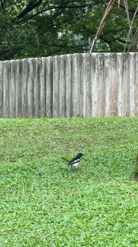 Malaysia, Kuala Lumpur 15.08.2026 - A walk in the park, watching birds, animals in the park, a magpie hopping, a crow eating from a trash bin, peaceful birds in the city street